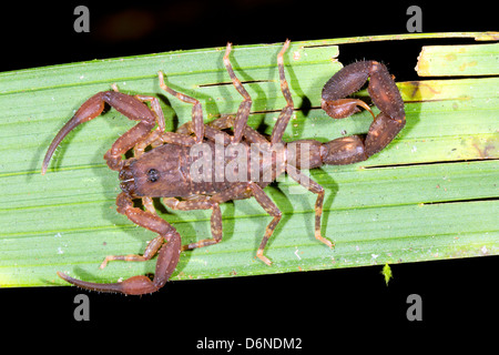Scorpion su una foglia di palma nella foresta pluviale, Ecuador Foto Stock