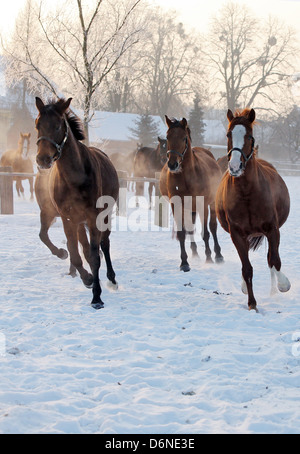 Graditz, Germania, cavalli galoppo in inverno sul pascolo attraverso la neve Foto Stock