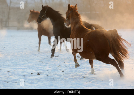 Graditz, Germania, cavalli galoppo in inverno sul pascolo attraverso la neve Foto Stock