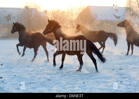 Graditz, Germania, cavalli galoppo in inverno sul pascolo attraverso la neve Foto Stock