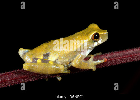 A breve intitolato Treefrog (Dendropsophus brevifrons) su uno stelo nella foresta pluviale, Ecuador Foto Stock