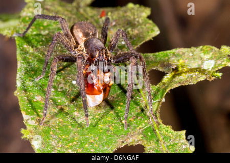 Girovagando spider (Famiglia Ctenidae) mangiando un coleottero nel sottobosco della foresta pluviale di notte Foto Stock