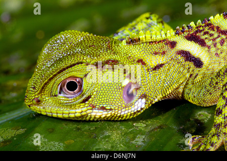 Foresta Amazzonica dragon (Enyalioides laticeps) Foto Stock