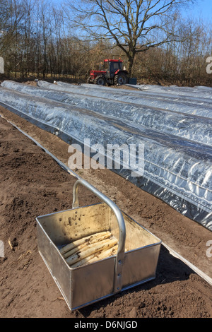 La prima produzione di asparagi di asparagi in campagna dei Paesi Bassi Foto Stock