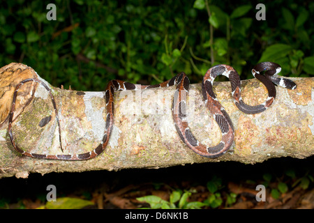 Catesbey la lumaca-eater (Dipsas catesbeyi) su un log in Amazzonia ecuadoriana Foto Stock