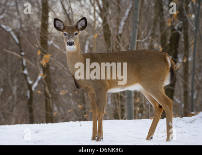 Femmina di avviso White Tailed Deer in Toronto Ontario Canada backyard foresta in inverno Foto Stock