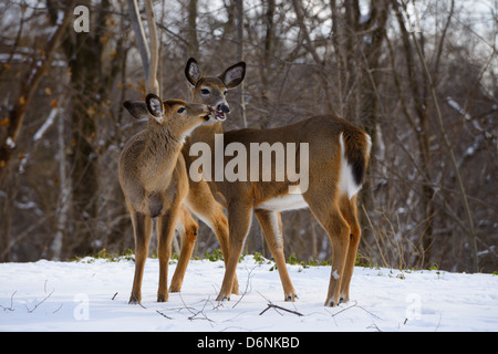 Due white tailed doe deer baciare in inverno in un cortile in un burrone di Toronto Foto Stock