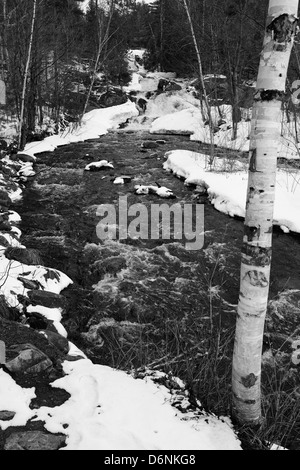 West Duchesnay cade e il fiume con la betulla dopo una nevicata di primavera in North Bay Ontario Canada Foto Stock