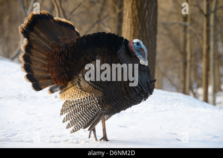 Gonfi giovane tom eastern Wild Turchia Meleagris gallopavo silvestris a piedi nella neve accanto a un burrone nel cortile a Toronto Foto Stock