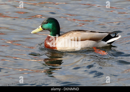 Maschio di Mallard duck Foto Stock