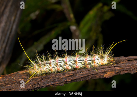 Spinosa infame larva di una falena saturniid dall'Amazzonia ecuadoriana Foto Stock