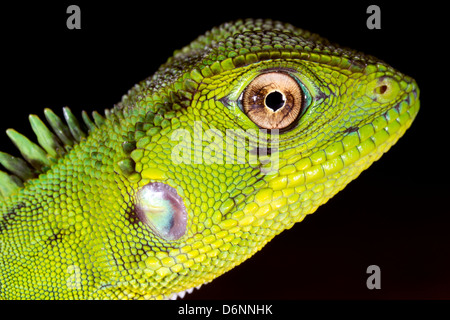 Foresta Amazzonica Dragon (Enyalioides laticeps) Foto Stock