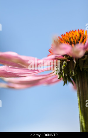 Berlino, Germania, petali di un viola coneflower al vento Foto Stock