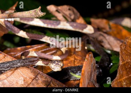 Blunt-testa di serpente ad albero (Imantodes cenchoa) strisciando attraverso la vegetazione di sottobosco, Ecuador Foto Stock