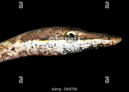 Vite marrone Snake (Oxybelis aeneus) Foto Stock