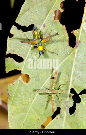 Due coloratissimi tropical cavallette seduto su una foglia nella foresta pluviale, Ecuador Foto Stock