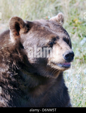 Grizzly North American orso bruno del Wyoming, American Black Bear, Ursus americanus, medie bear nativa per il Nord America Foto Stock