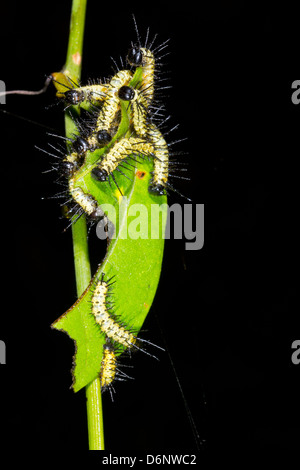 Di recente i bruchi tratteggiata su una foglia nella foresta pluviale sottobosco, Ecuador Foto Stock