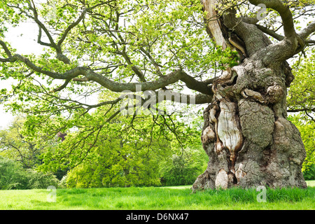 Un antico albero di quercia con foglie di nuovo sopra l'erba verde in tarda primavera, Oxfordshire. Foto Stock