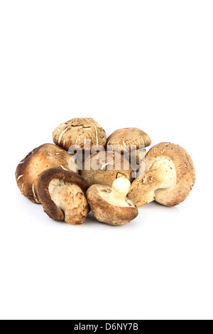 I funghi Shirtmake sullo sfondo bianco. Foto Stock