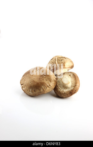 I funghi Shirtmake sullo sfondo bianco. Foto Stock