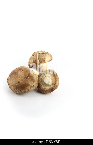 I funghi Shirtmake sullo sfondo bianco. Foto Stock