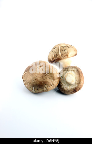 I funghi Shirtmake sullo sfondo bianco. Foto Stock