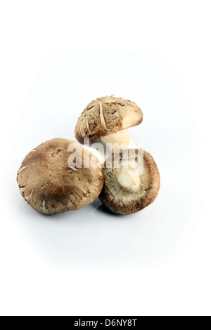 I funghi Shirtmake sullo sfondo bianco. Foto Stock