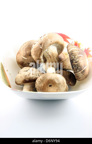 I funghi Shirtmake sullo sfondo bianco. Foto Stock