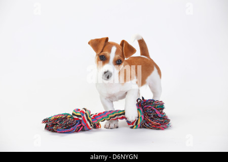 Jack Russell Terrier, cucciolo, 9 settimane / toy Foto Stock