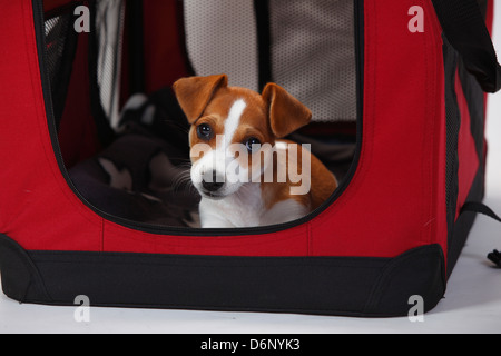 Jack Russell Terrier, cucciolo, 9 settimane, in canile aperto Foto Stock