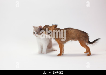 Chihuahua, cucciolo, longhaired, 4 mesi, e British Longhair Cat, gattino, fulvo-bianco, 9 settimane / Highlander, Lowlander, Britanica Foto Stock