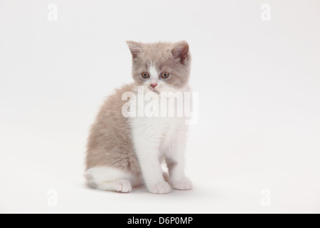 British Longhair Cat, gattino, fulvo-bianco, 9 settimane / Highlander, Lowlander, Britanica Foto Stock