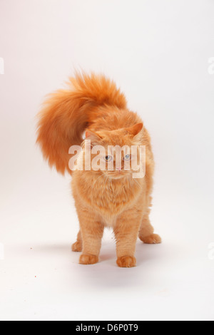 British Longhair Cat, Tomcat, zenzero / Highlander, Lowlander, Britanica Foto Stock