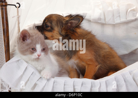 Chihuahua, cucciolo, longhaired, 4 mesi, e British Longhair Cat, gattino, fulvo-bianco, 9 settimane / Highlander, Lowlander, Britanica Foto Stock