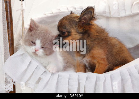 Chihuahua, cucciolo, longhaired, 4 mesi, e British Longhair Cat, gattino, fulvo-bianco, 9 settimane / Highlander, Lowlander, Britanica Foto Stock