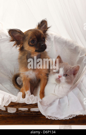 Chihuahua, cucciolo, longhaired, 4 mesi, e British Longhair Cat, gattino, fulvo-bianco, 9 settimane / Highlander, Lowlander, Britanica Foto Stock