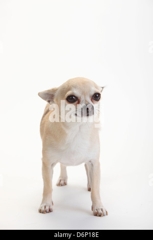 Chihuahua, a pelo corto |Chihuahua, kurzhaarig Foto Stock