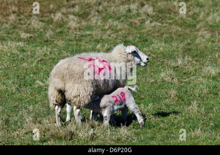 Agnello bambino lattante dalla sua mamma Foto Stock