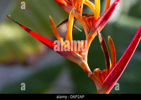 Heliconia o astice artiglio, closeup 2 Foto Stock