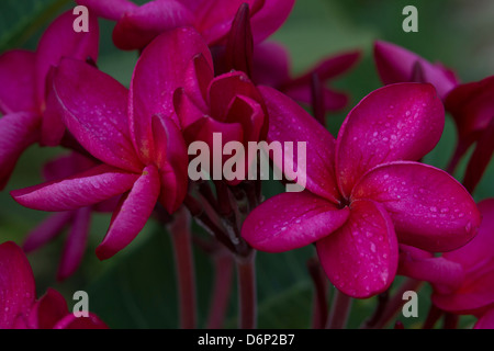 Plumeria o frangipani in un grappolo... Foto Stock