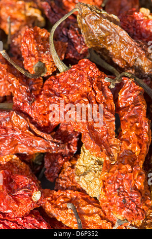 Essiccato Bhut Jolokia peperoncino (noto anche come Naga Jolokia, Ghost Naga ecc. Vedere la descrizione per un elenco completo dei nomi). Foto Stock