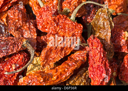 Essiccato Bhut Jolokia peperoncino (noto anche come Naga Jolokia, Ghost Naga ecc. Vedere la descrizione per un elenco completo dei nomi). Foto Stock