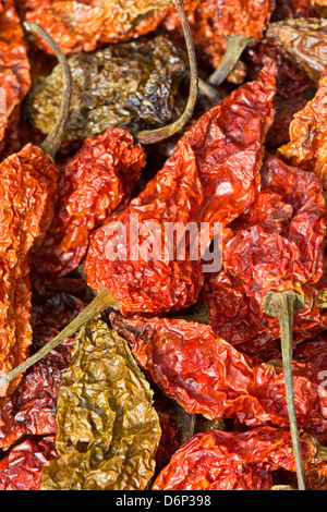 Essiccato Bhut Jolokia peperoncino (noto anche come Naga Jolokia, Ghost Naga ecc. Vedere la descrizione per un elenco completo dei nomi). Foto Stock