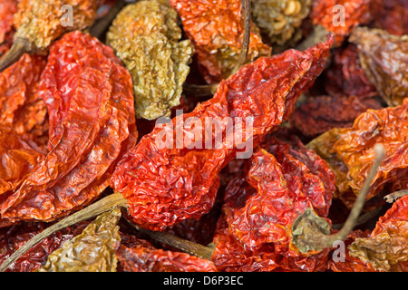 Essiccato Bhut Jolokia peperoncino (noto anche come Naga Jolokia, Ghost Naga ecc. Vedere la descrizione per un elenco completo dei nomi). Foto Stock