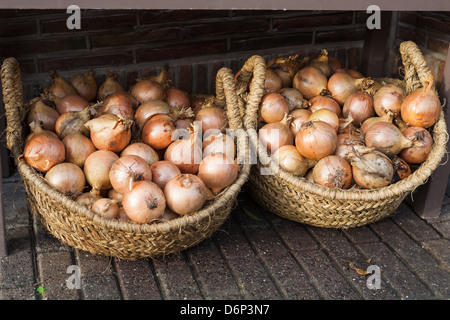 Cipolle fresche in vendita. Amsterdam Foto Stock