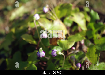 Comune o hepatica liverwort in primavera. Foto Stock