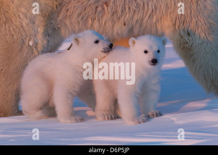 Orso polare (Ursus maritimus) e lupetti, Wapusk National Park, Churchill, la Baia di Hudson, Manitoba, Canada, America del Nord Foto Stock