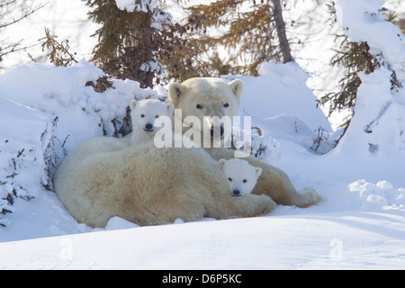 Orso polare (Ursus maritimus) e lupetti, Wapusk National Park, Churchill, la Baia di Hudson, Manitoba, Canada, America del Nord Foto Stock