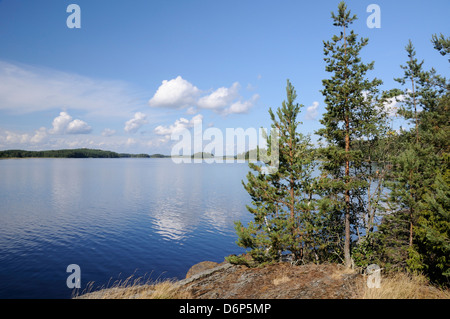 Giovani Scots pini (Pinus sylvestris) cresce vicino a spiaggia rocciosa del Lago Saimaa, vicino a Savonlinna, Finlandia e Scandinavia, Europa Foto Stock